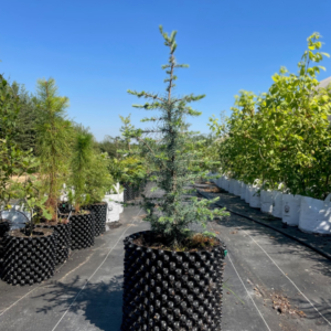 Blue Atlas Cedar 20L