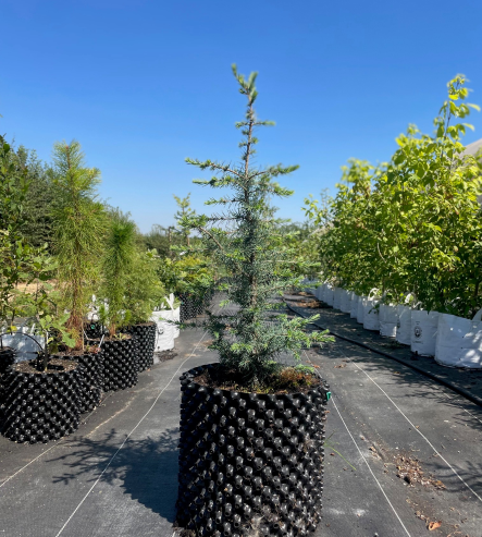 Blue Atlas Cedar 20L