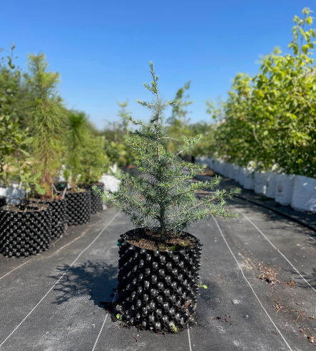 Blue Atlas Cedar 7.5L