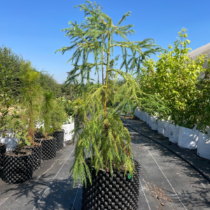 Japanese Cedar / Sugi 20L