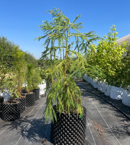 Japanese Cedar / Sugi 20L