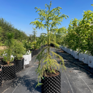 Japanese Cedar/ Sugi 7.5L