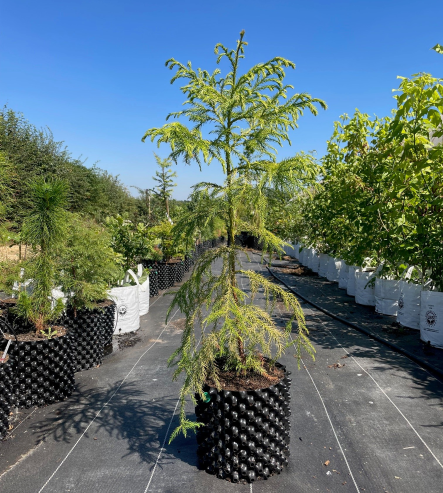 Japanese Cedar/ Sugi 7.5L