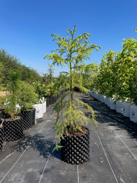 Japanese Cedar/ Sugi 7.5L